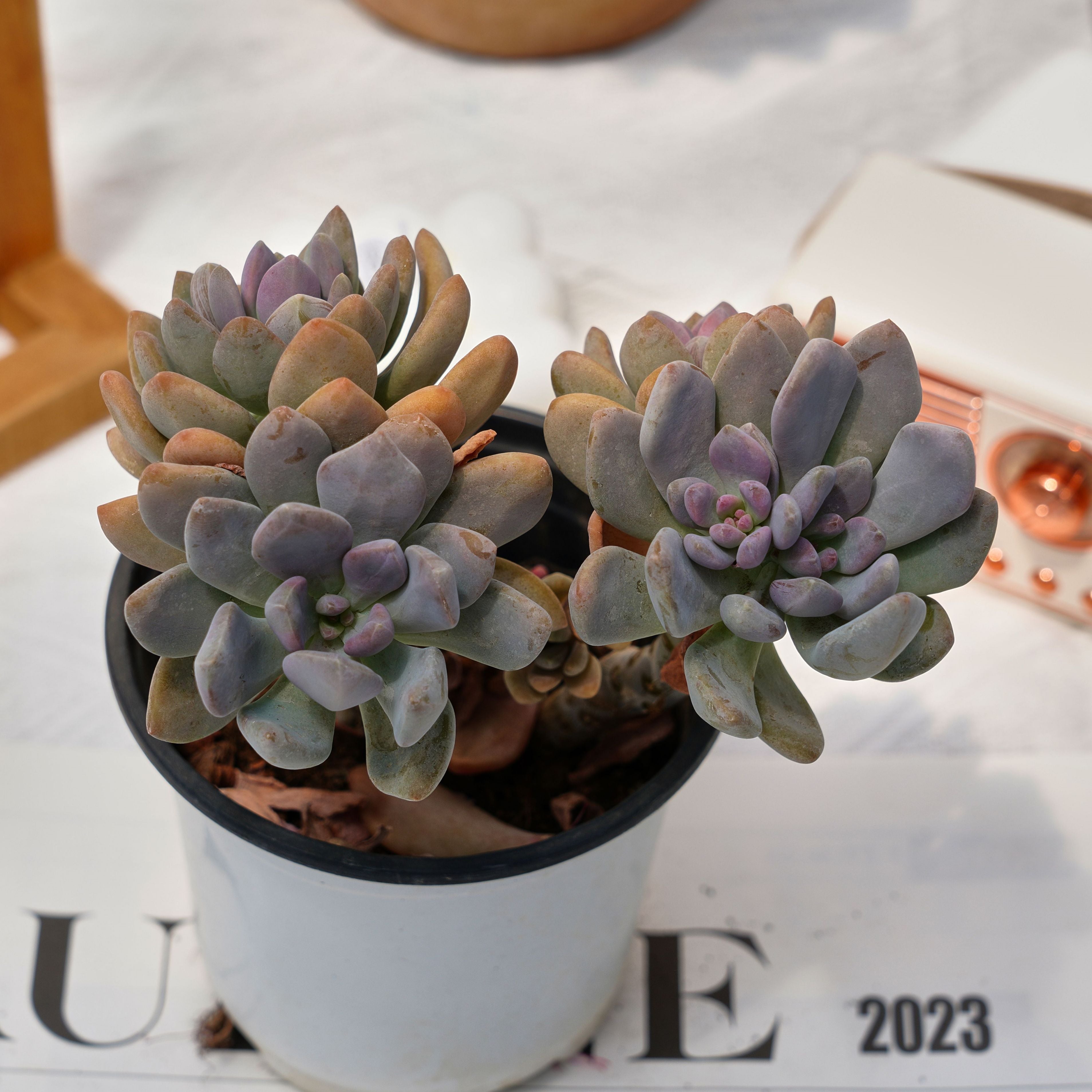 purple beauty succulent 5'' Pachyphytum Beauty Finger, Rare Live Succulent Plants – cocosucculent