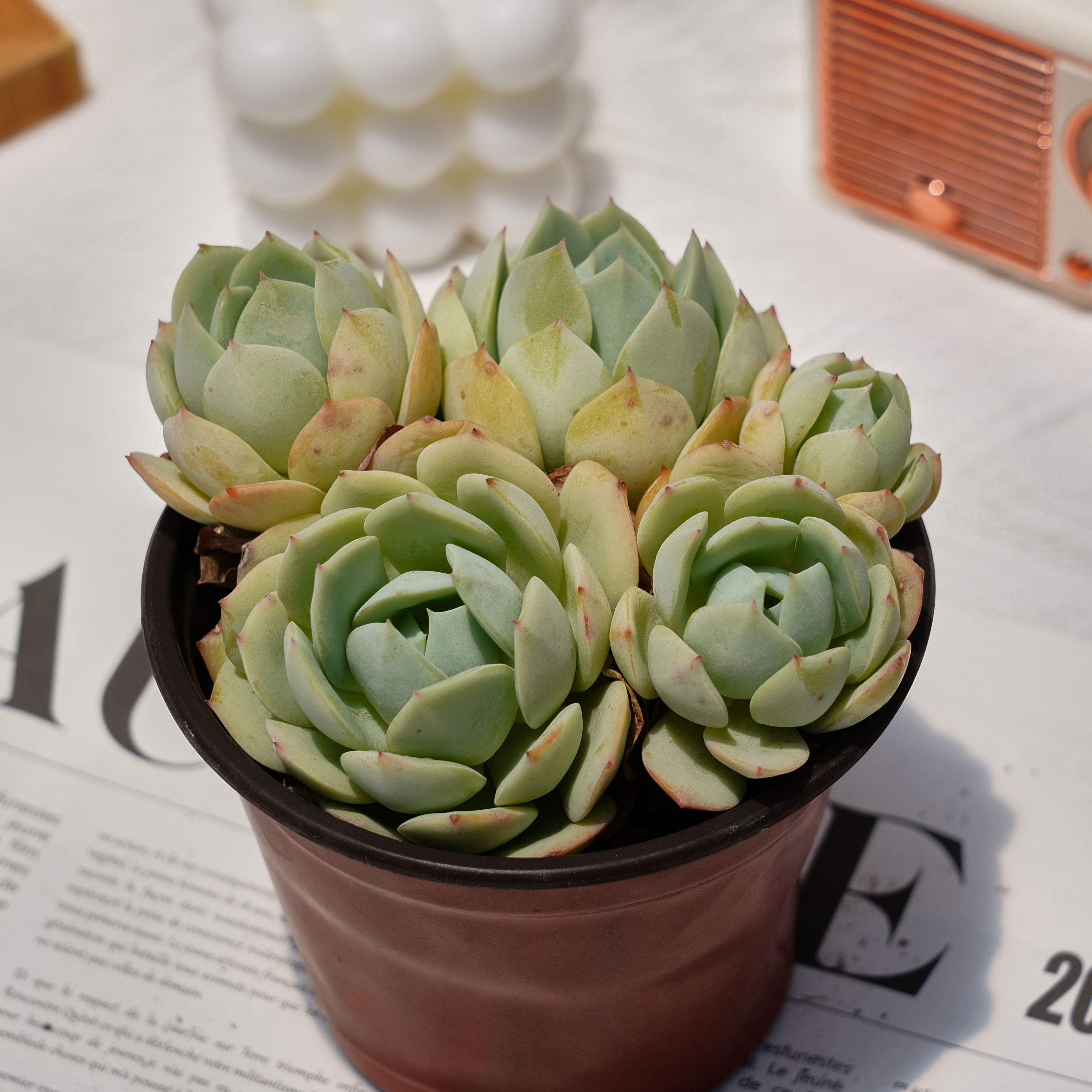 5'' Echeveria Love Song, Rare Live Succulent Plants – cocosucculent