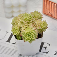 3'' Echeveria Albamini, Rare Live Succulent Plants