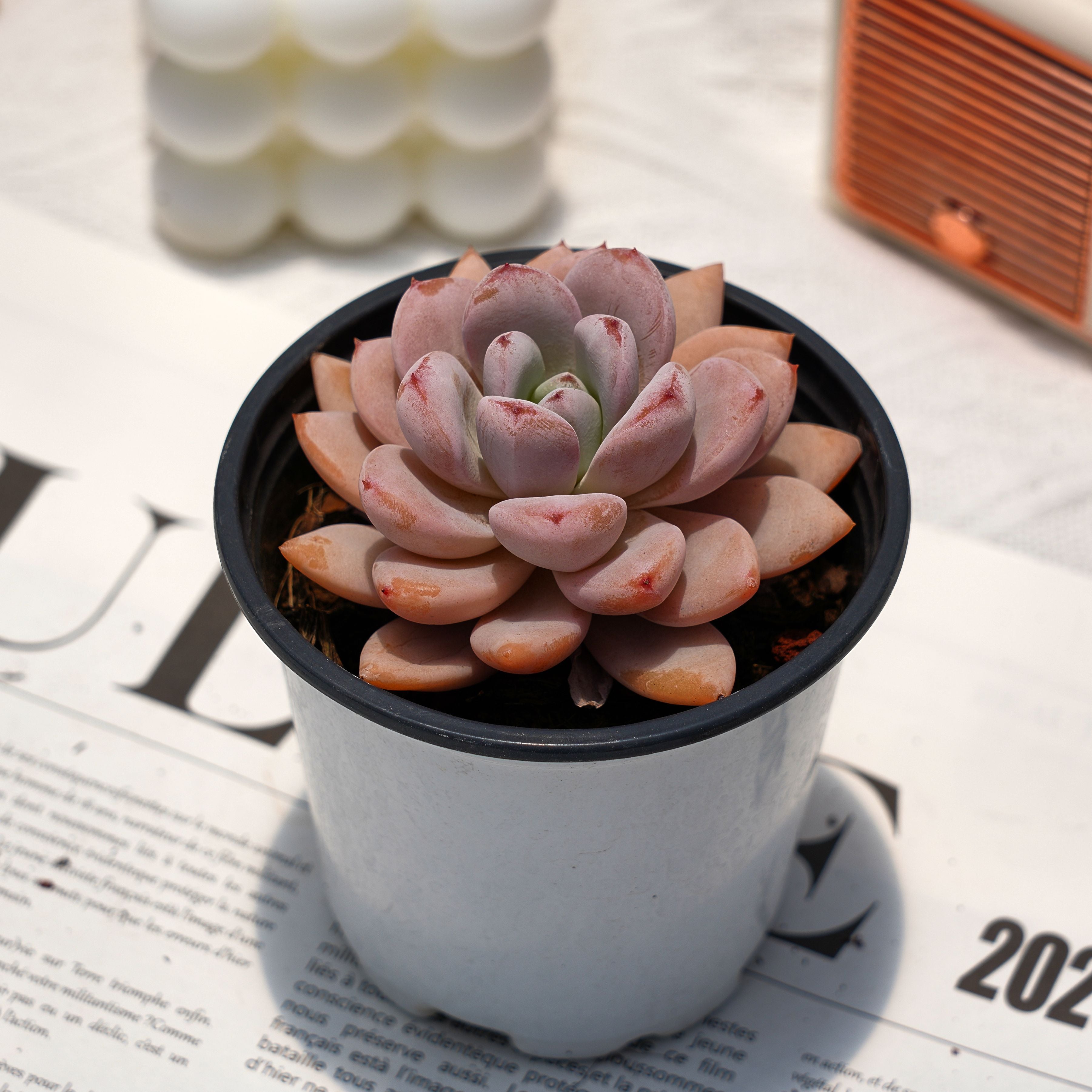 starlite succulent 3'' Echeveria Star Snow, Rare Live Succulent Plants – cocosucculent