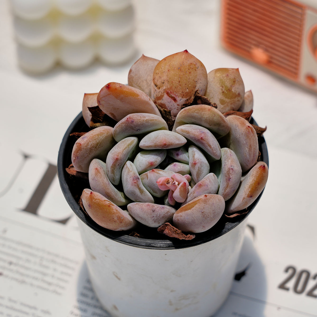 orange echeveria succulent 4'' Echeveria Orange Monroe, Rare Live Succulent Plants – cocosucculent