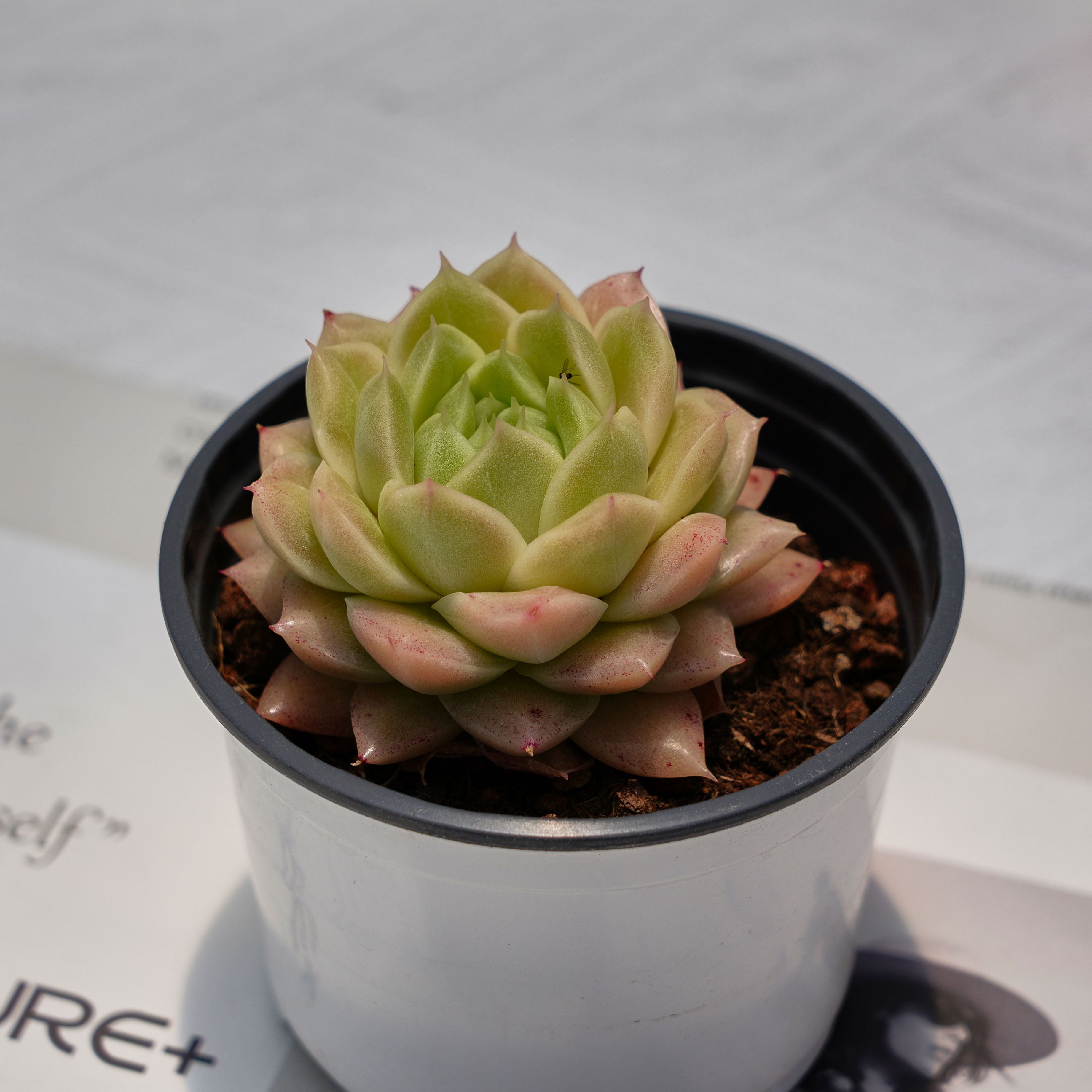 2.5'' Echeveria White Jade, Rare Live Succulent Plants – cocosucculent