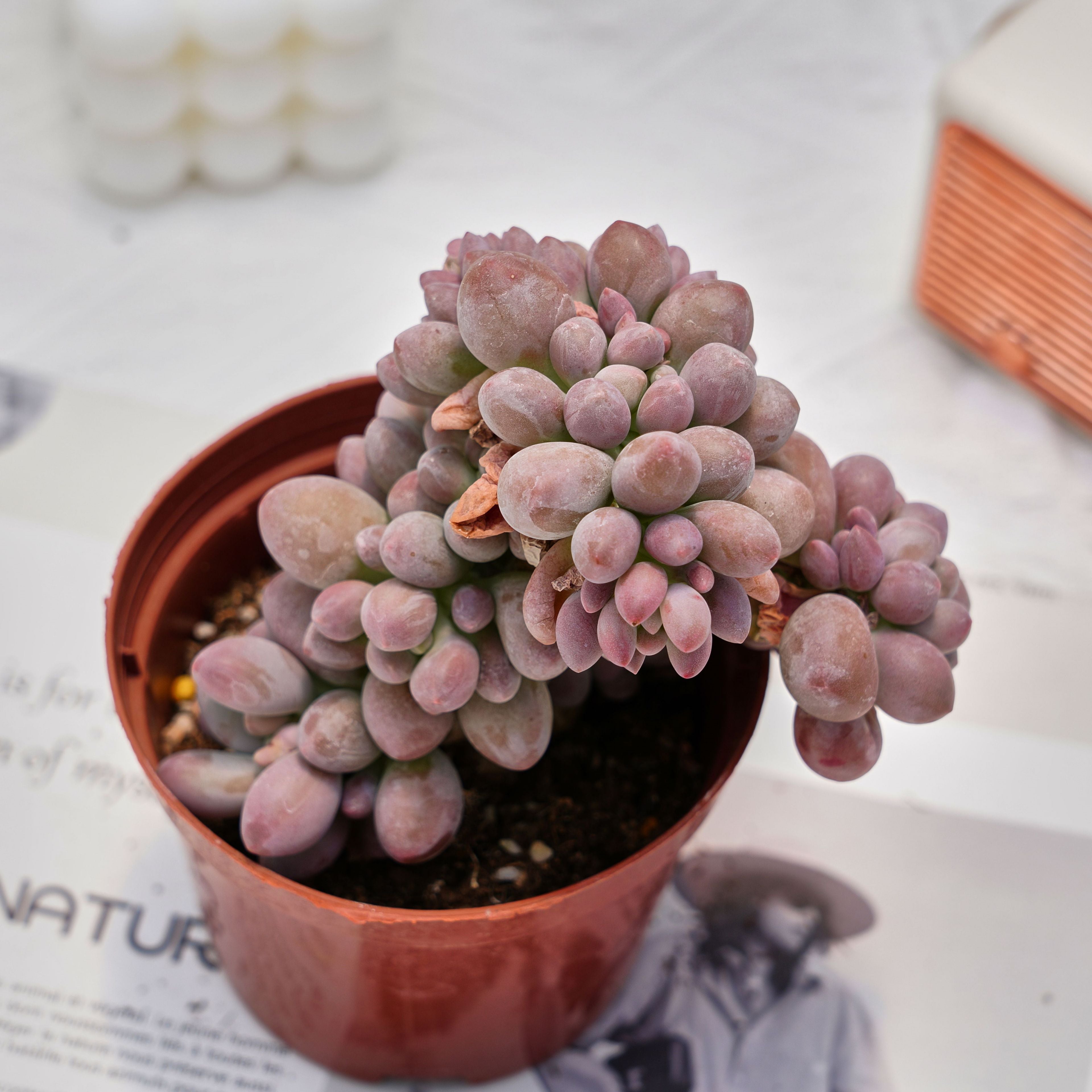 pink succulent pot 4'' Pachyphytum Pink Lovers, Rare Live Succulent Plants – cocosucculent