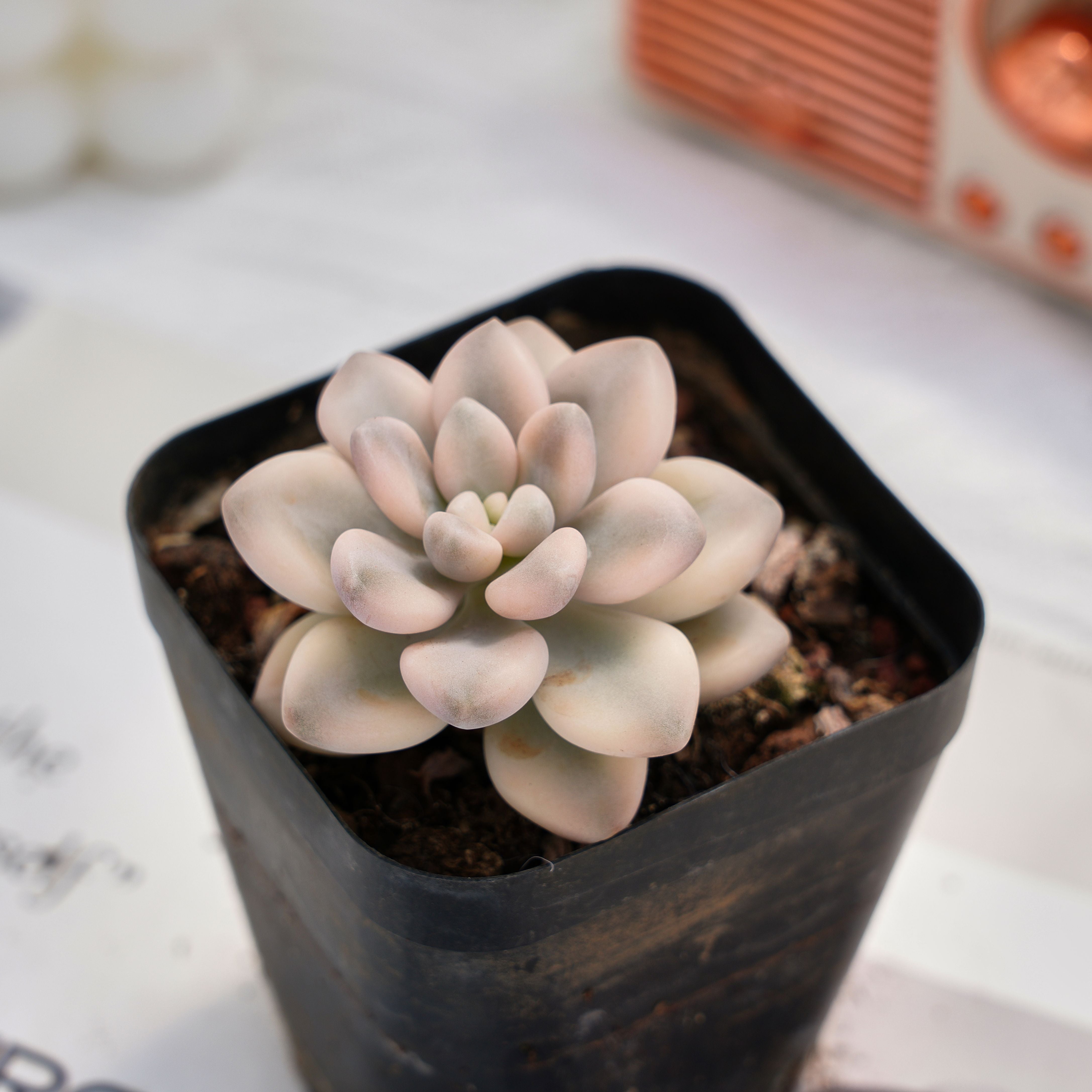 2.5'' Graptopetalum Ellen Variegated, Rare Live Succulent Plants –  cocosucculent