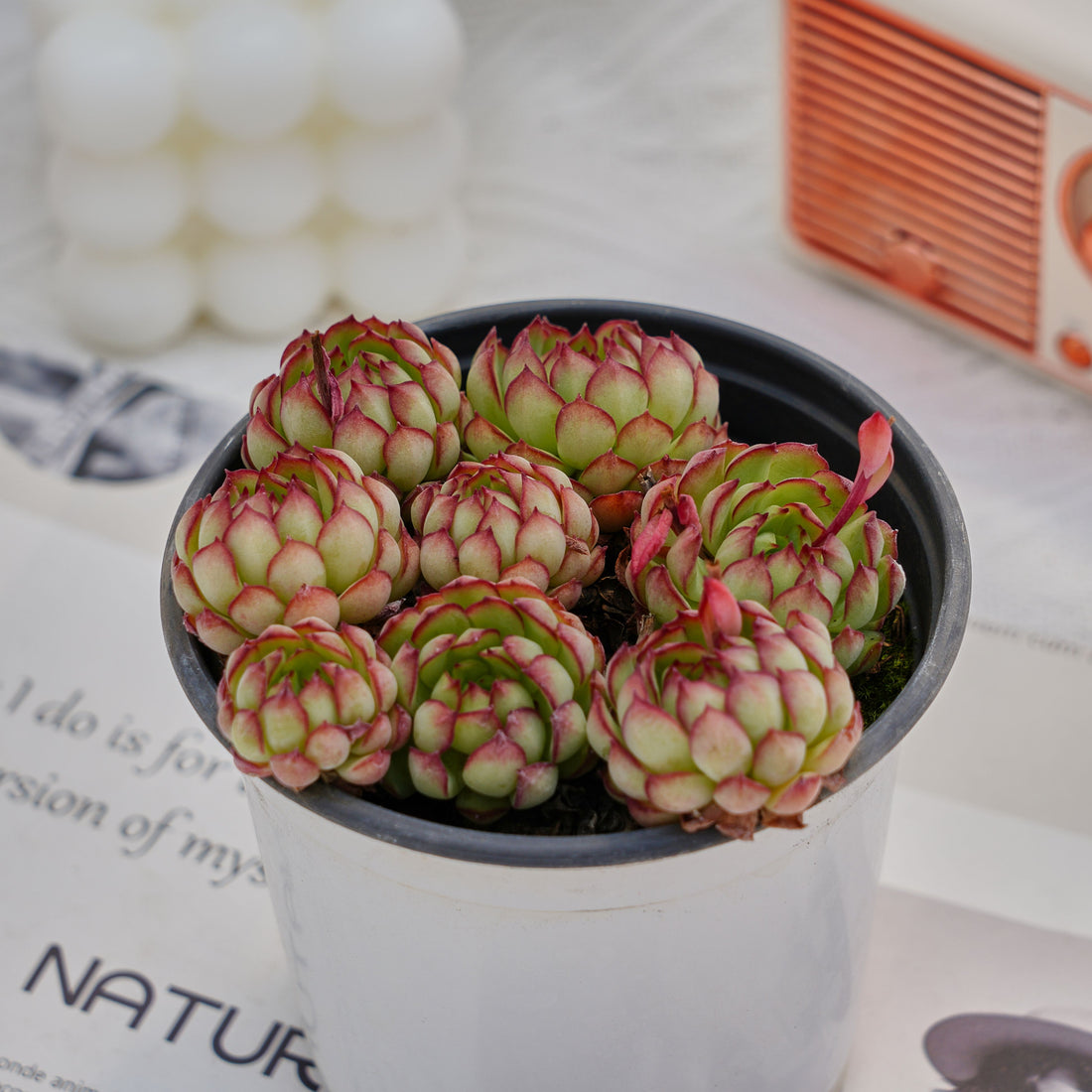 4'' Echeveria Dream Rose, Rare Live Succulent Plants
