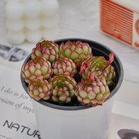 4'' Echeveria Dream Rose, Rare Live Succulent Plants