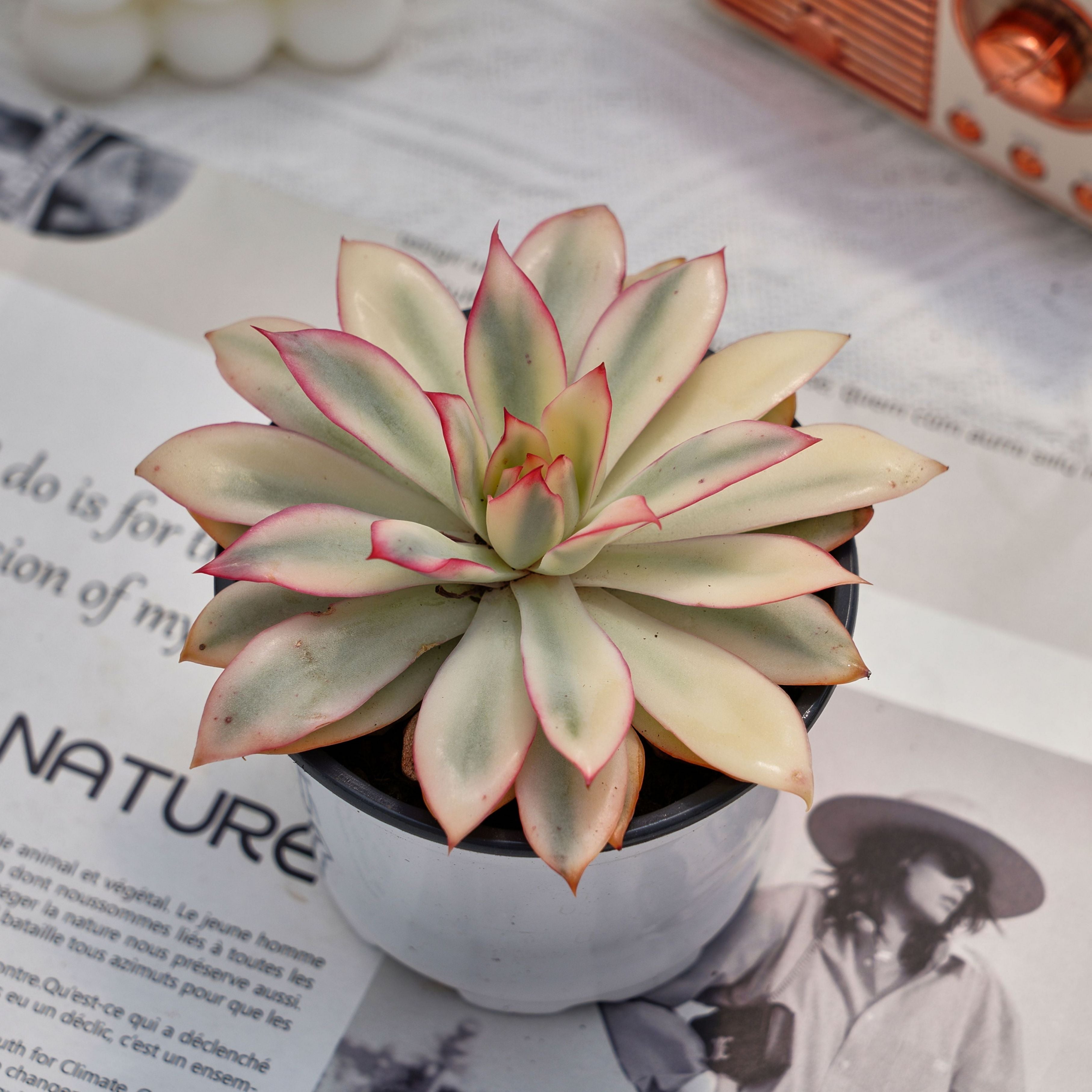 4'' Echeveria Moon Goddess Variegated, Rare Live Succulent Plants –  cocosucculent
