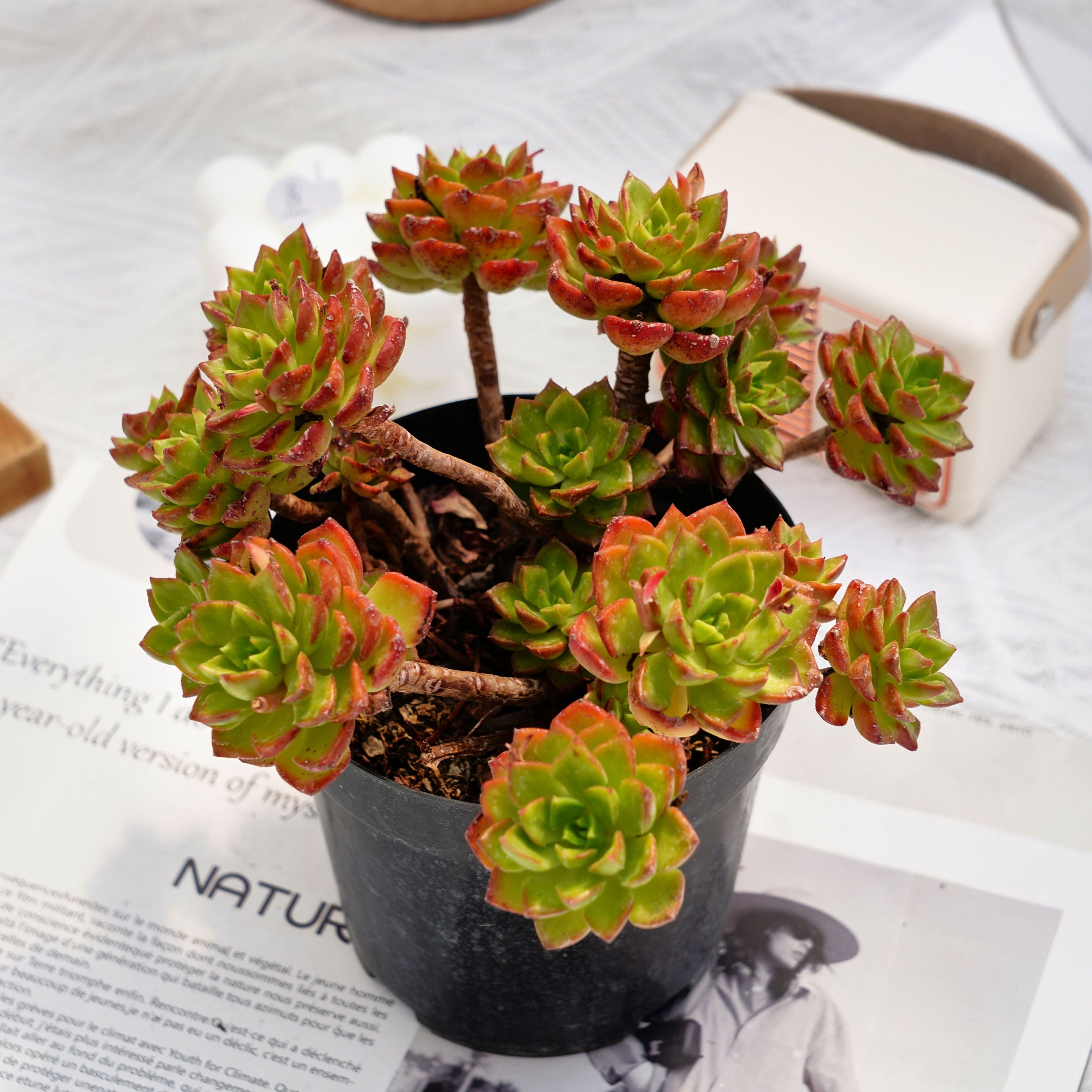 letizia succulent 6'' Sedeveria Letizia, Rare Live Succulent Plants