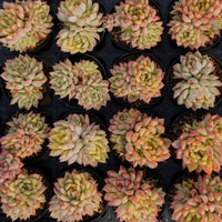 2'' Echeveria Mebina Variegated, Rare Live Succulent Plants