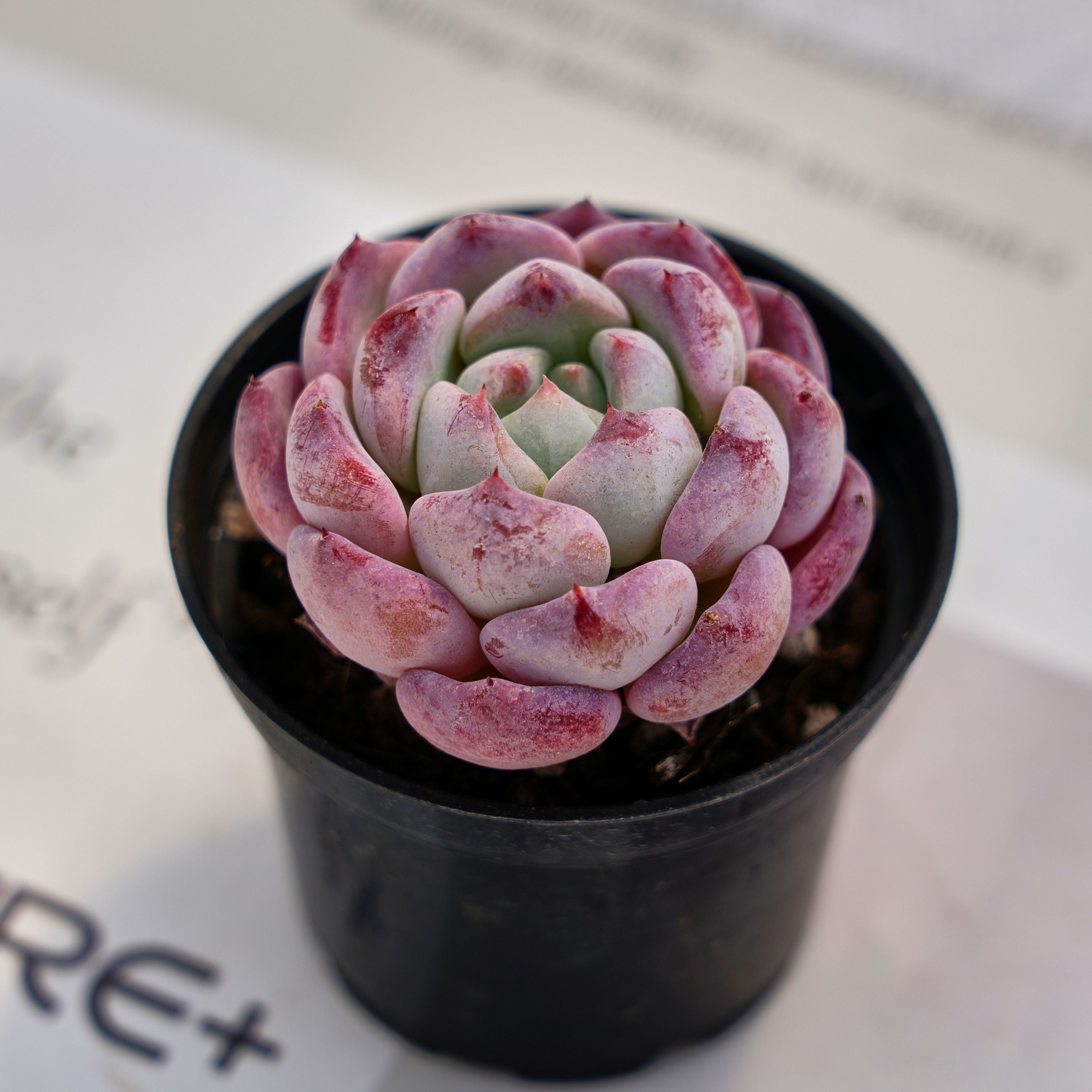 desert rose echeveria succulent 2'' Echeveria Desert Rose, Rare Live Succulent Plants