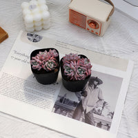 2'' Echeveria Werther, Rare Live Succulent Plants