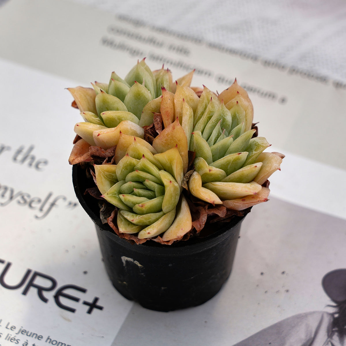 2'' Echeveria Lovesickness, Rare Live Succulent Plants – cocosucculent