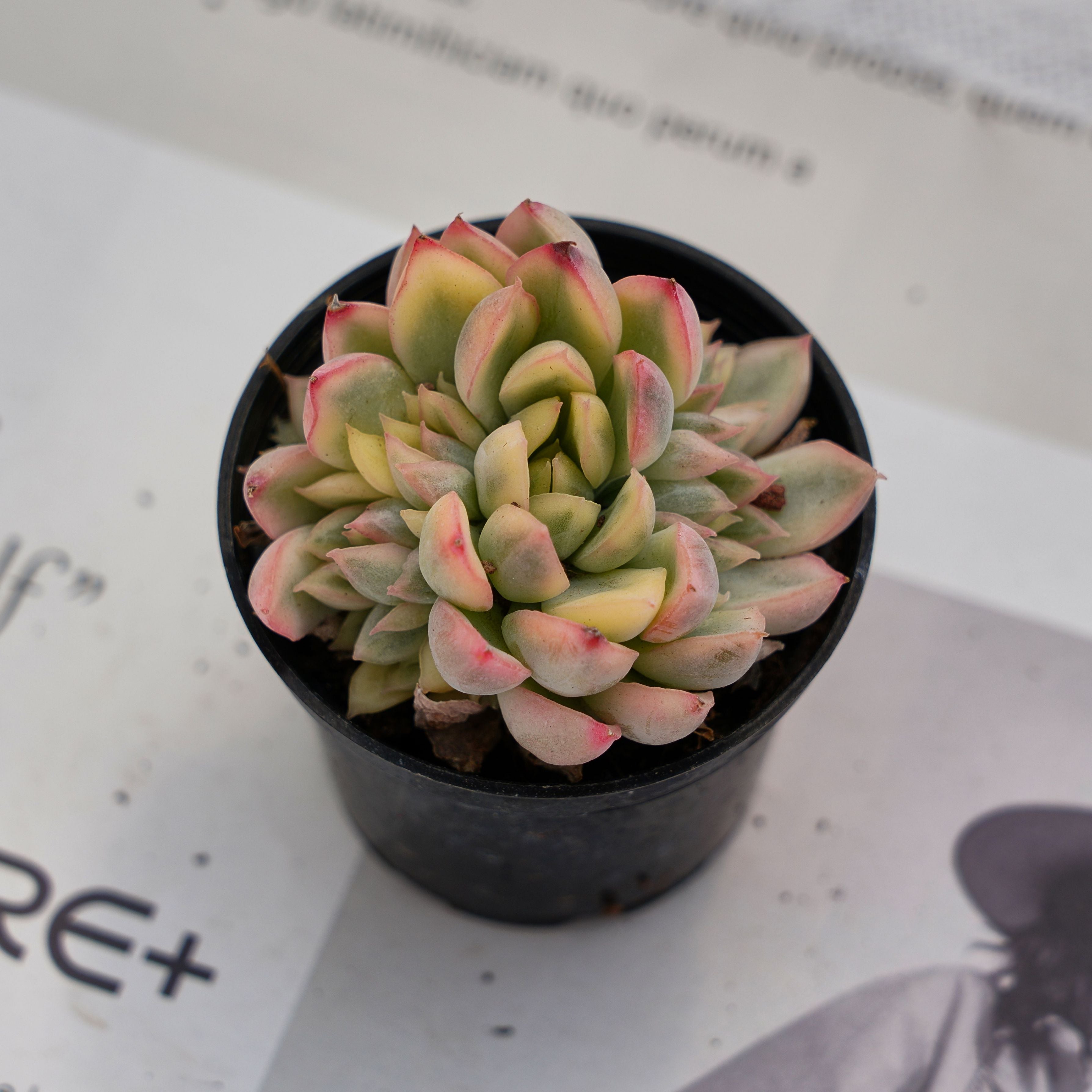 mebina succulent 2'' Echeveria Mebina Variegated, Rare Live Succulent Plants