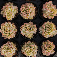 2'' Echeveria Mebina Variegated, Rare Live Succulent Plants