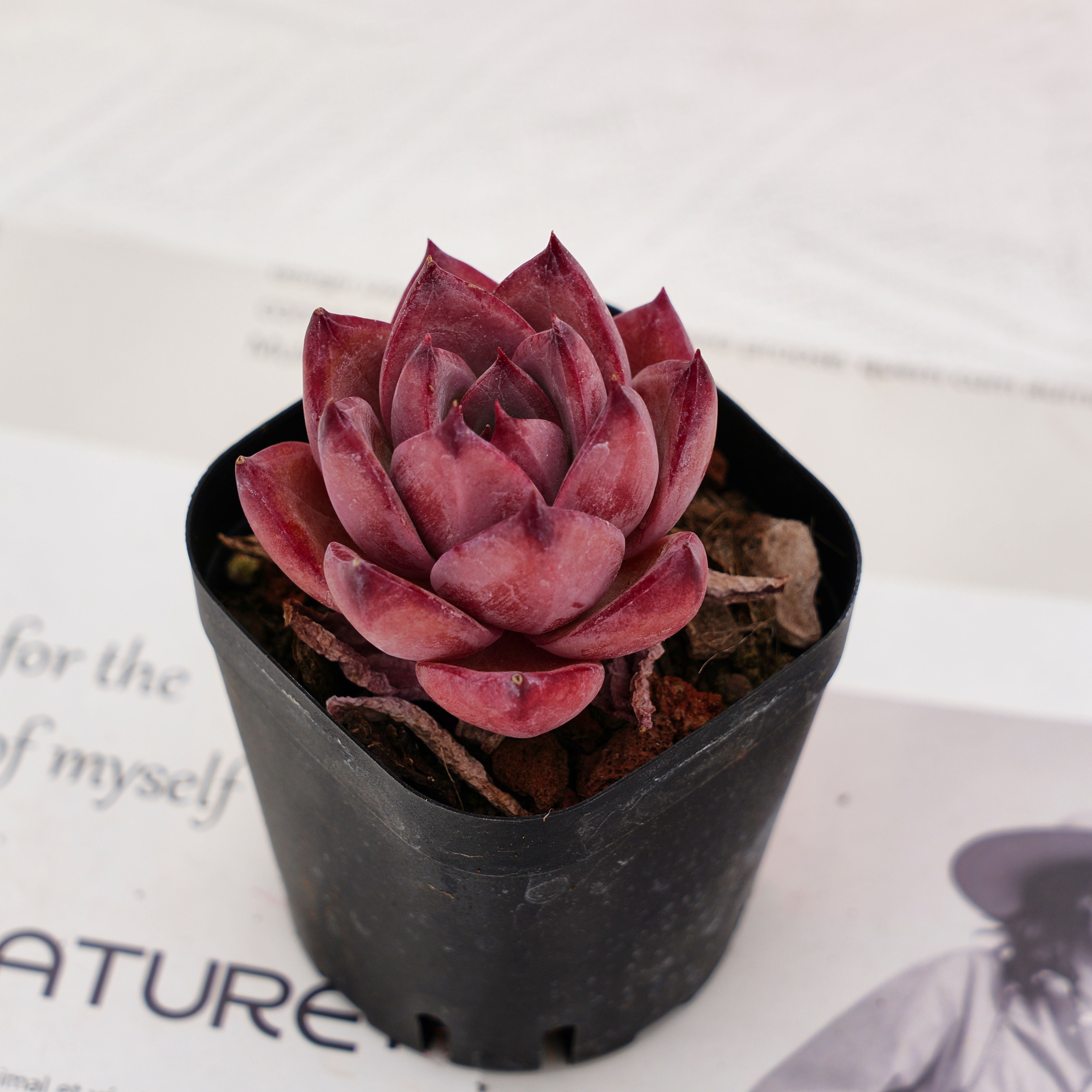 2'' Echeveria Red Sun, Rare Live Succulent Plants – cocosucculent