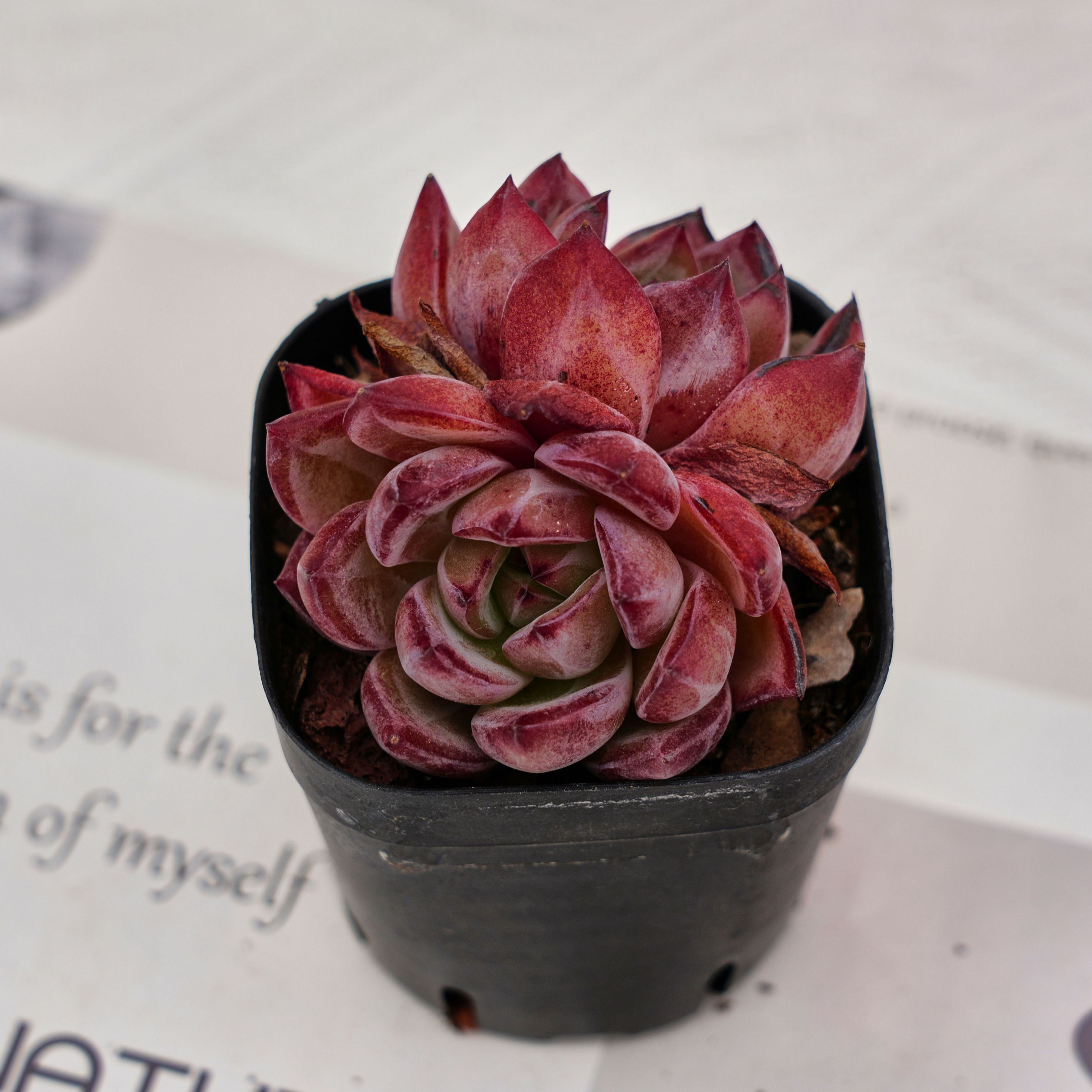 pound of love succulent 2'' Echeveria LoveBird, Rare Live Succulent Plants – cocosucculent