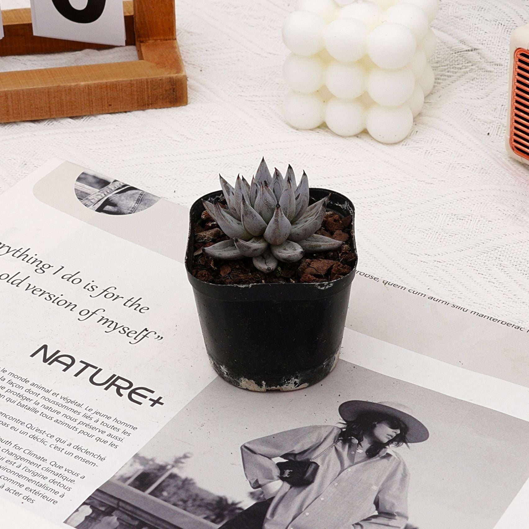 unguiculata succulent 2'' Echeveria Unguiculata, Rare Live Succulent Plants – cocosucculent