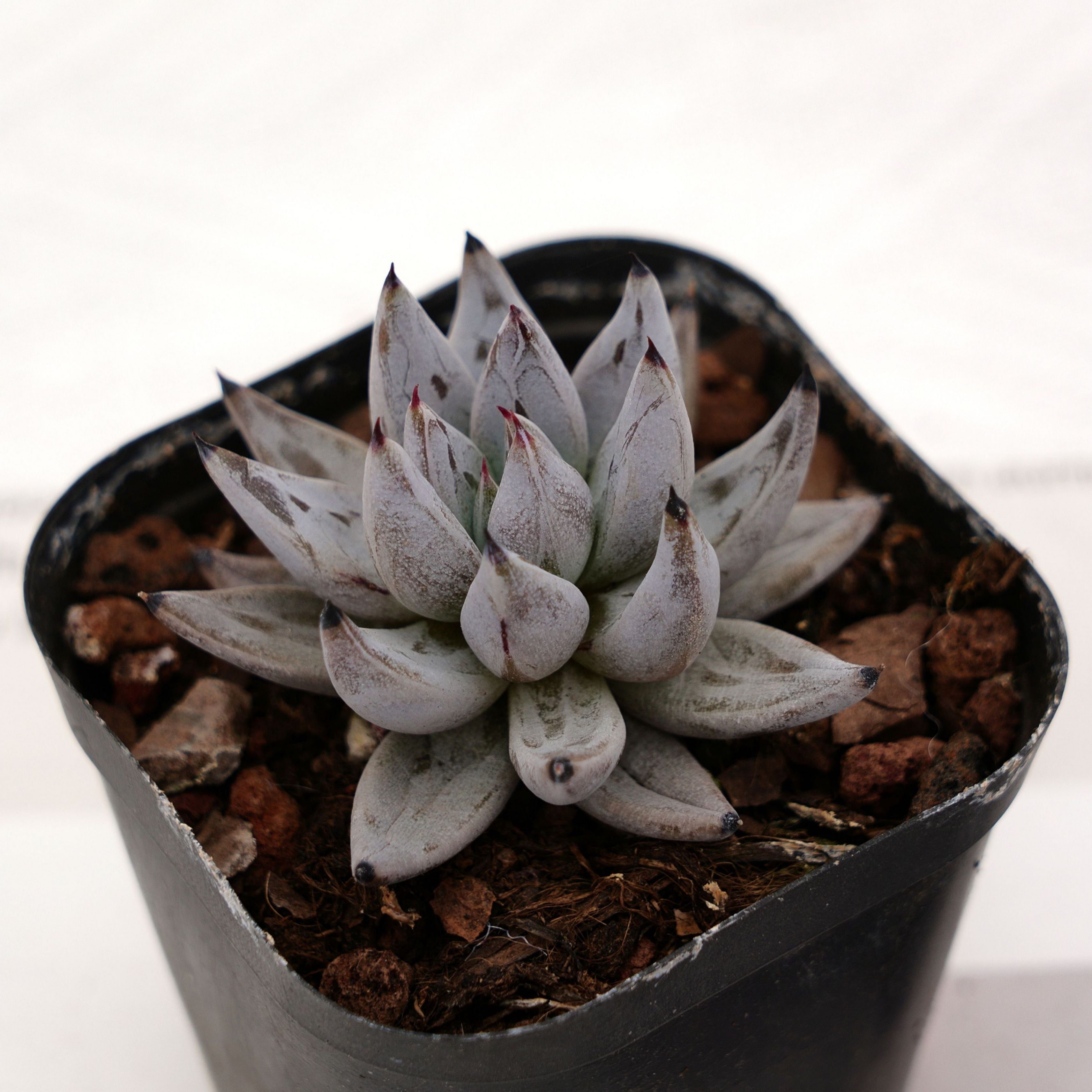 unguiculata succulent 2'' Echeveria Unguiculata, Rare Live Succulent Plants