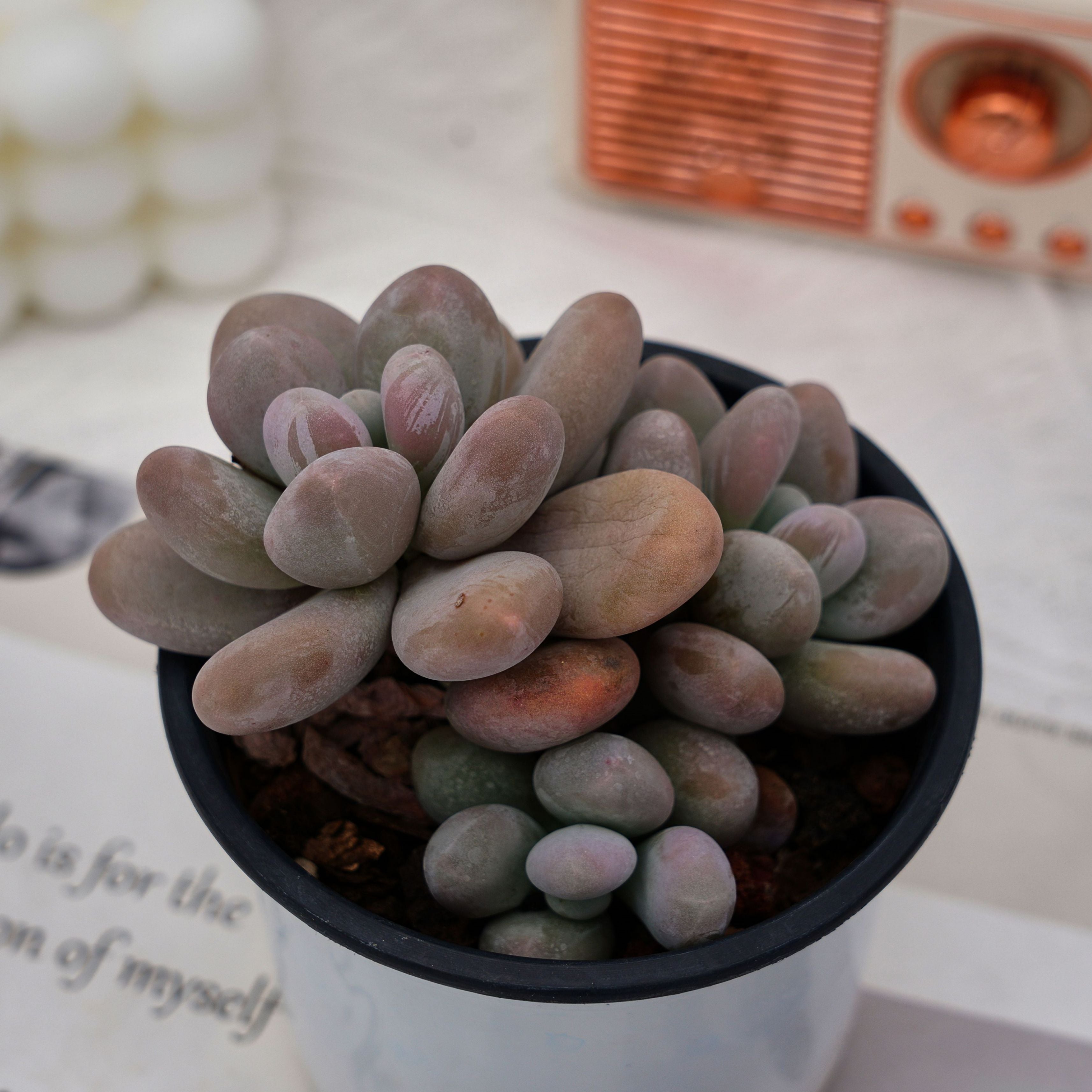 crested moonstone succulent 4'' Pachyphytum Oviferum Cheese, Rare Live Succulent Plants – cocosucculent