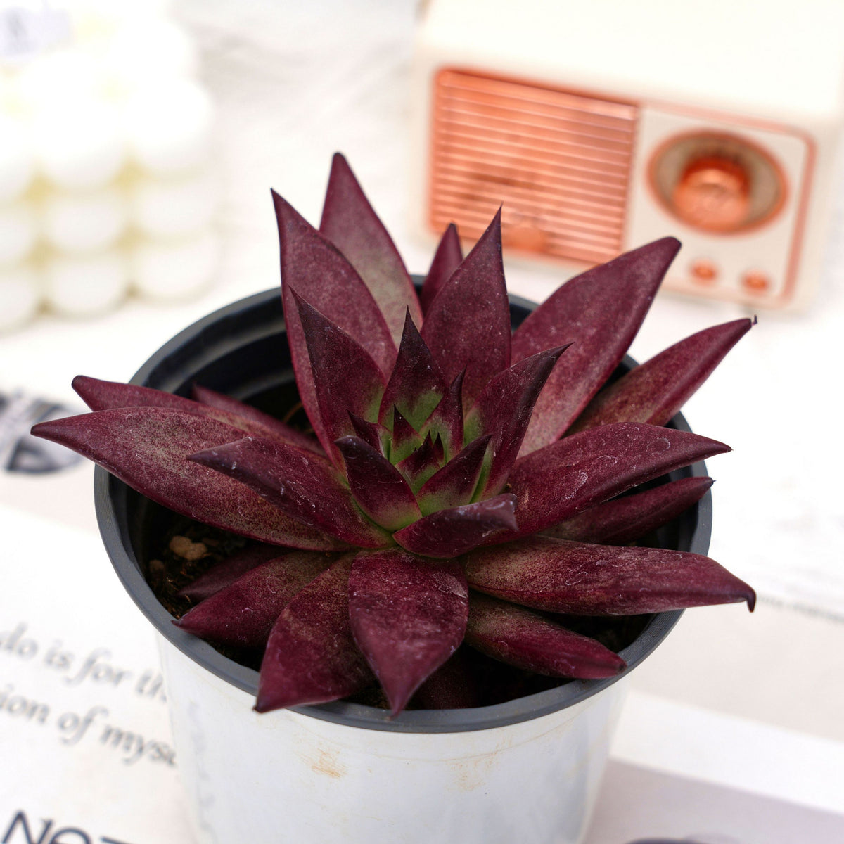 romeo rubin succulent 4'' Echeveria Romeo Rubin, Rare Live Succulent Plants – cocosucculent
