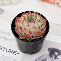 4'' Echeveria Peach, Rare Live Succulent Plants