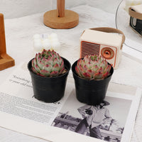 4'' Echeveria Peach, Rare Live Succulent Plants