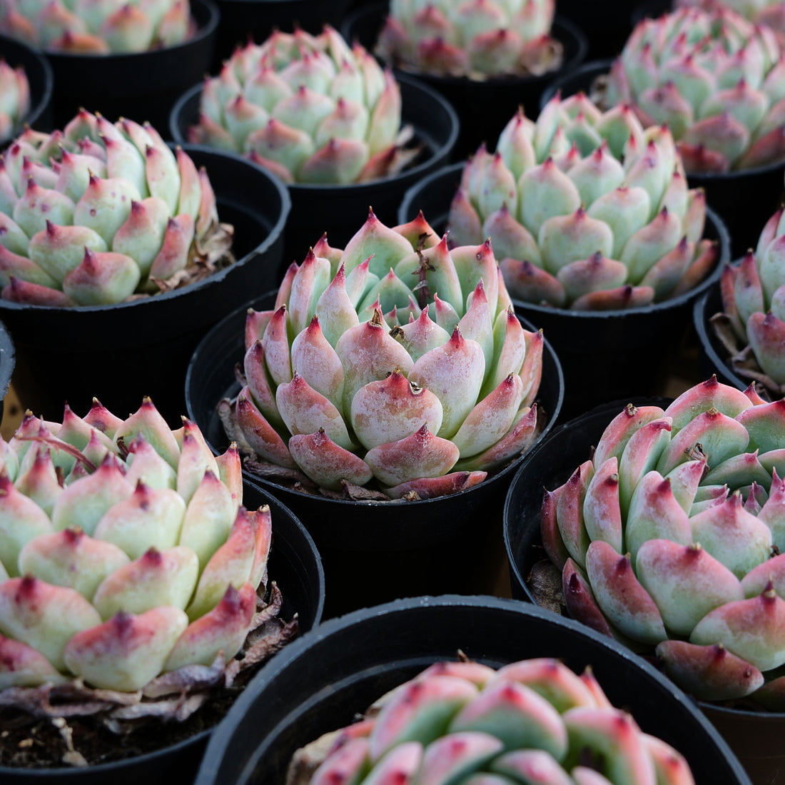 4'' Echeveria Peach, Rare Live Succulent Plants