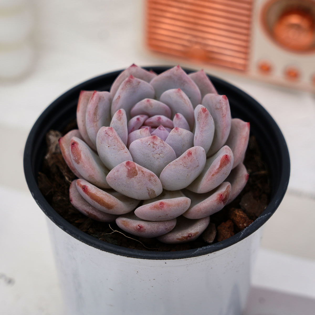 snowbird succulent 3'' Echeveria Snow Hibiscus, Rare Live Succulent Plants