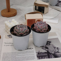 3'' Echeveria Snow Hibiscus, Rare Live Succulent Plants