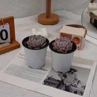 3'' Echeveria Snow Hibiscus, Rare Live Succulent Plants
