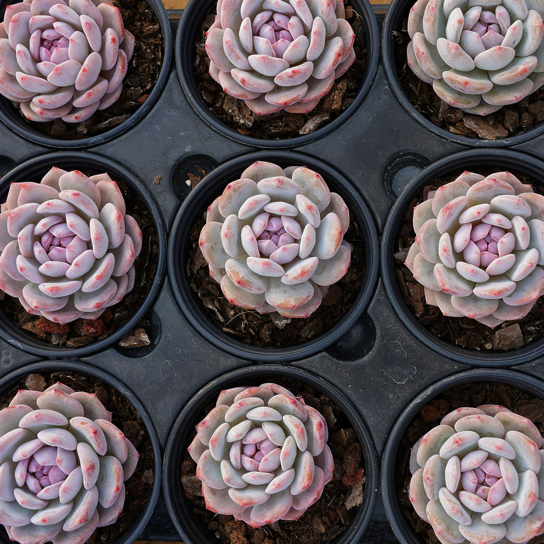3'' Echeveria Snow Hibiscus, Rare Live Succulent Plants