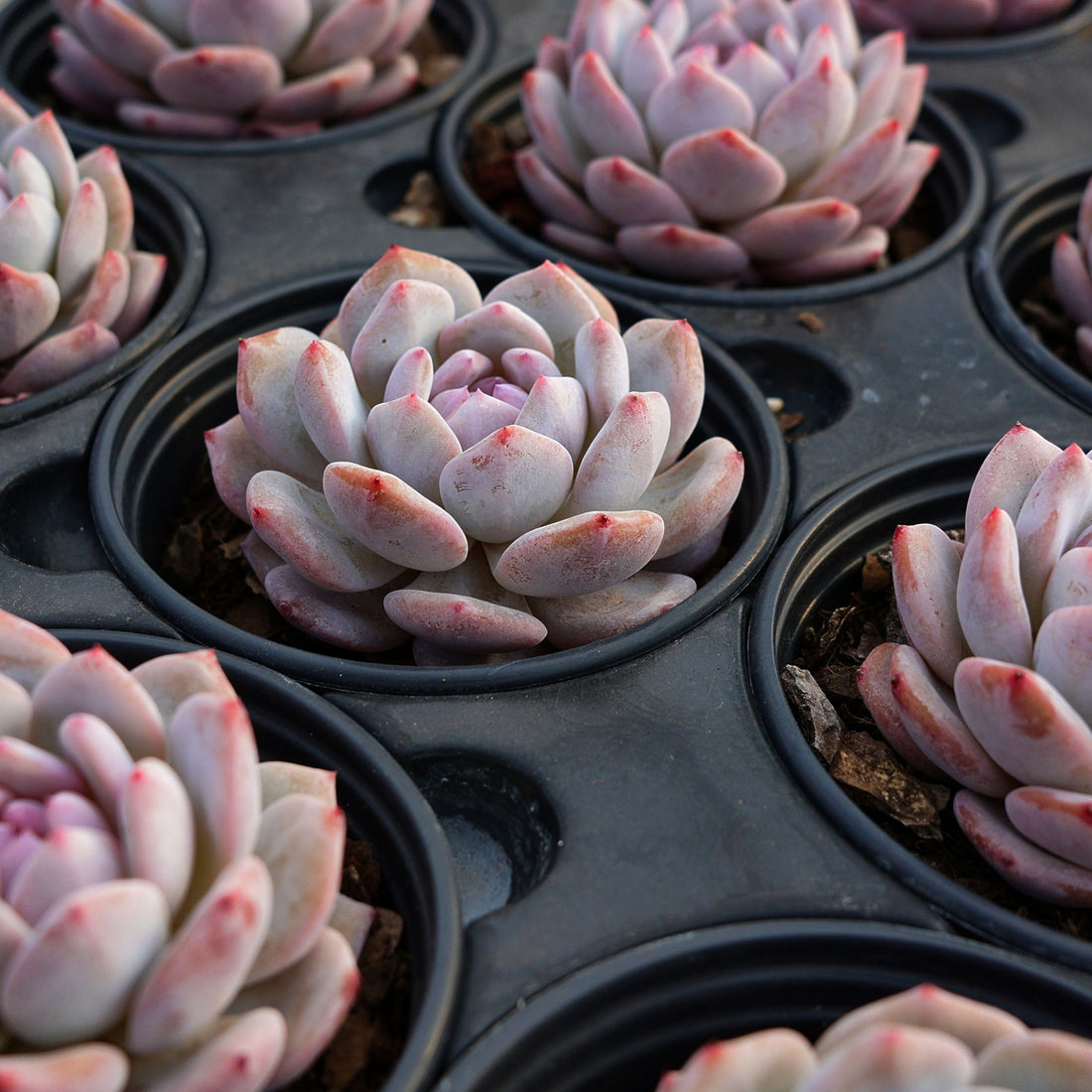 3'' Echeveria Snow Hibiscus, Rare Live Succulent Plants