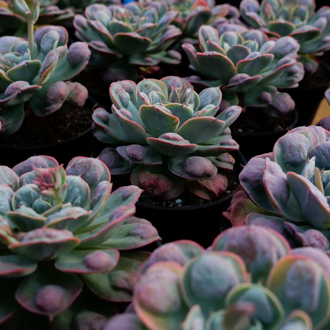 5'' Echeveria Rain Drops, Rare Live Succulent Plants