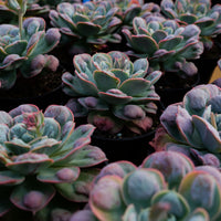 5'' Echeveria Rain Drops, Rare Live Succulent Plants
