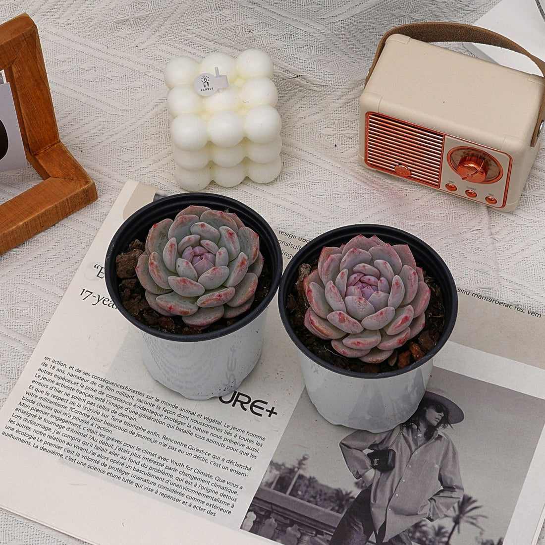3'' Echeveria Snow Hibiscus, Rare Live Succulent Plants