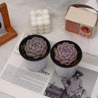 3'' Echeveria Snow Hibiscus, Rare Live Succulent Plants