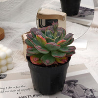 5'' Echeveria Rain Drops, Rare Live Succulent Plants
