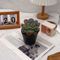 5'' Echeveria Rain Drops, Rare Live Succulent Plants