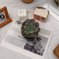 5'' Echeveria Rain Drops, Rare Live Succulent Plants