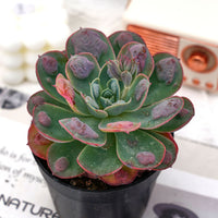 5'' Echeveria Rain Drops, Rare Live Succulent Plants