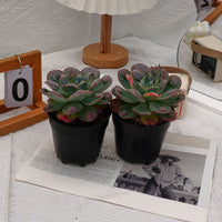 5'' Echeveria Rain Drops, Rare Live Succulent Plants