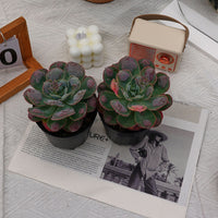5'' Echeveria Rain Drops, Rare Live Succulent Plants