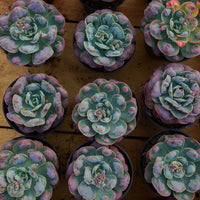 5'' Echeveria Rain Drops, Rare Live Succulent Plants