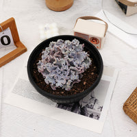 7'' Echeveria White Madiba, Rare Live Succulent Plants