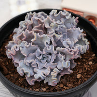 7'' Echeveria White Madiba, Rare Live Succulent Plants