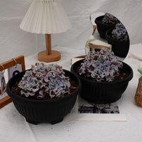 7'' Echeveria White Madiba, Rare Live Succulent Plants