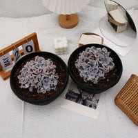 7'' Echeveria White Madiba, Rare Live Succulent Plants