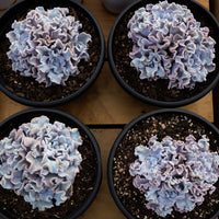 7'' Echeveria White Madiba, Rare Live Succulent Plants