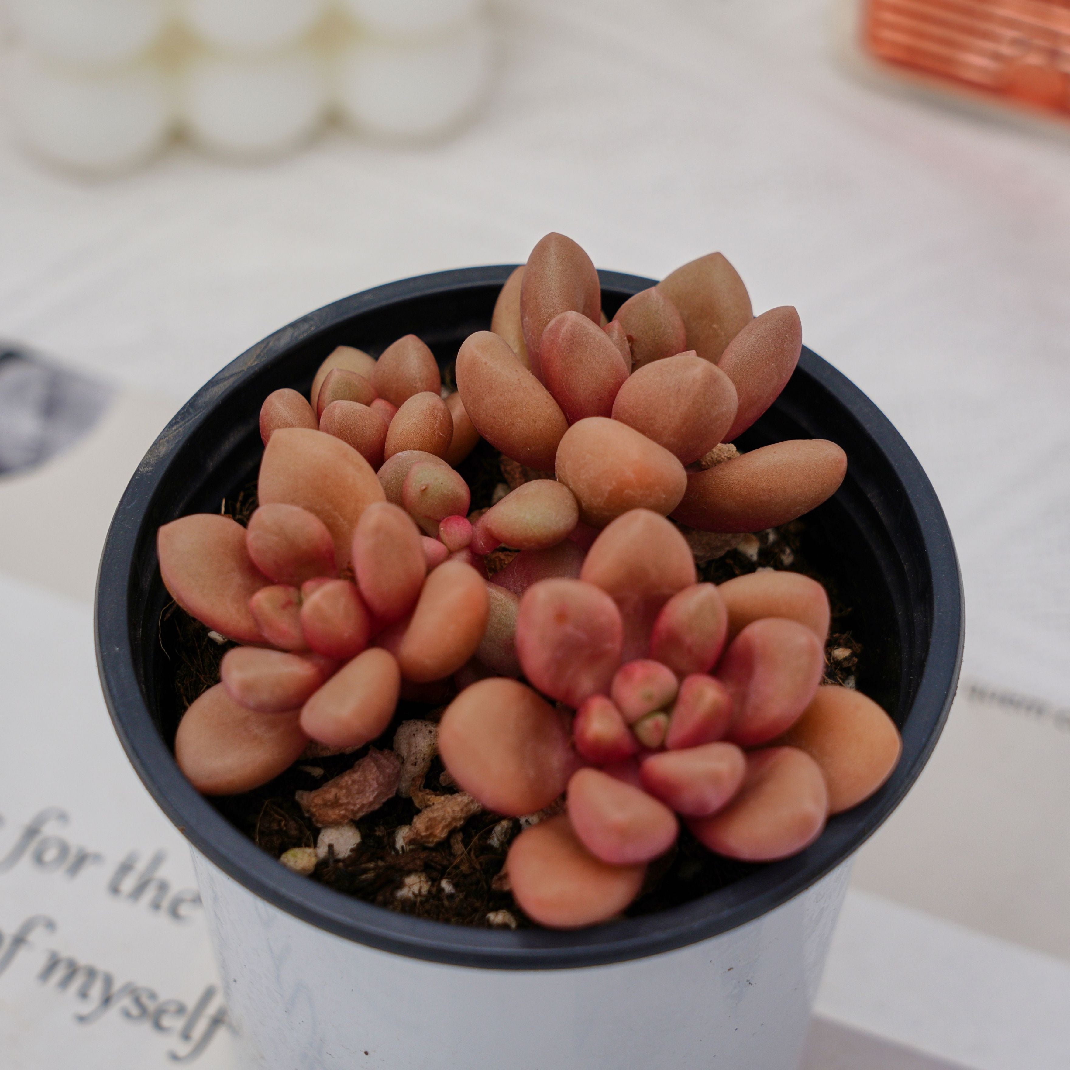 avant garde succulent 3.5'' Graptoveria Avant-Garde, Rare Live Succulent Plants – cocosucculent