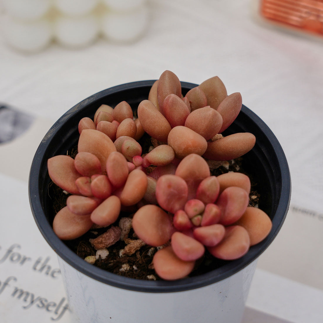 3.5'' Graptoveria Avant-Garde, Rare Live Succulent Plants